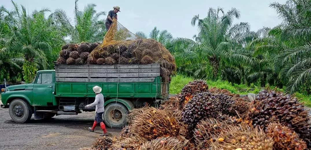 champs avec agriculteurs