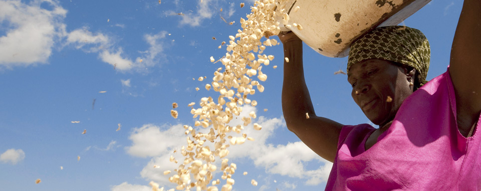 culture afrique de louest agriculteurs cereales projet amelioration