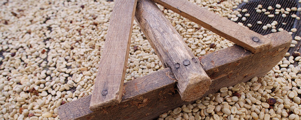 resilience Soudan su Sud cafeiculteurs