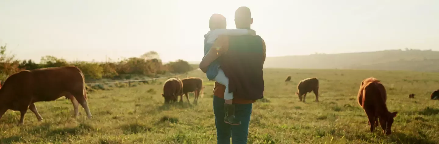 agriculteur de dos dans un champs avec sa fille sur les épaules face à un troupeau de vache