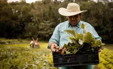 Une personne transportant une plante 