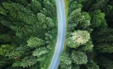 Une route traversant les bois