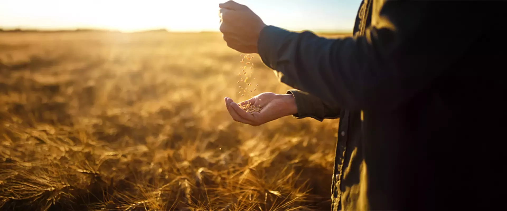Agriculteur qui tient des graines de blés