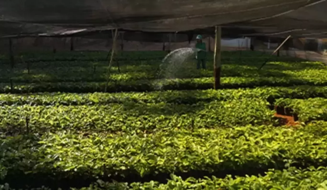 Des plants de caféiers en pépinière