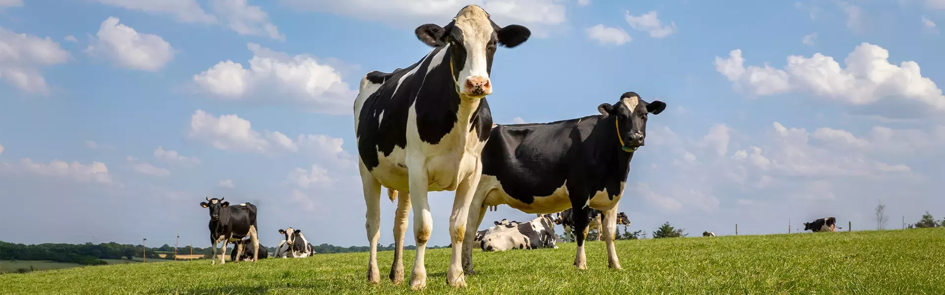 vaches laitières PrimHolstein