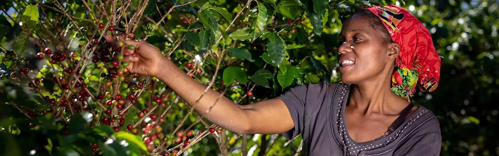HEADER_regeneration-coffee-woman-farmer-article-header