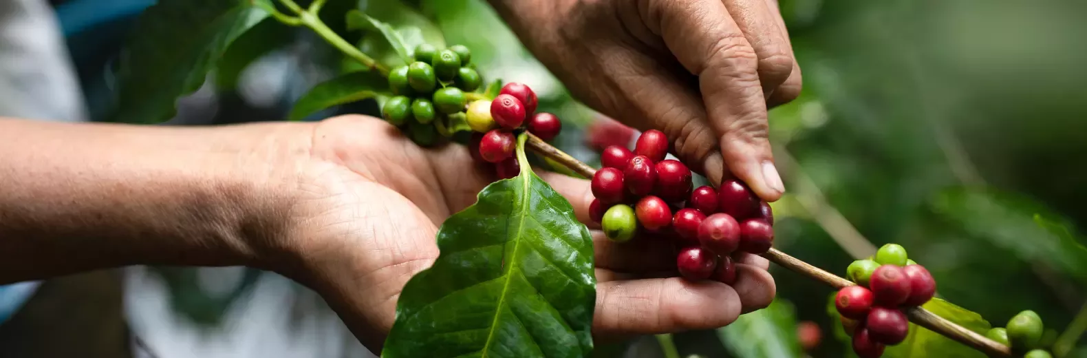 la branche de cacao est entre les mains du fermier
