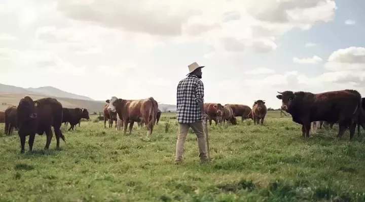 Un homme dans un champs entouré de vaches