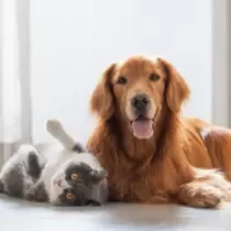Un chien et un chat sont allongés par terre ensemble