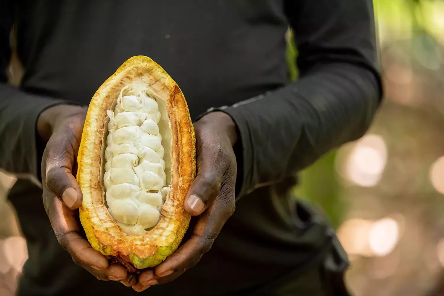 Cabosse de cacao ouverte