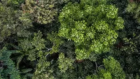 Paysage naturel sauvage 