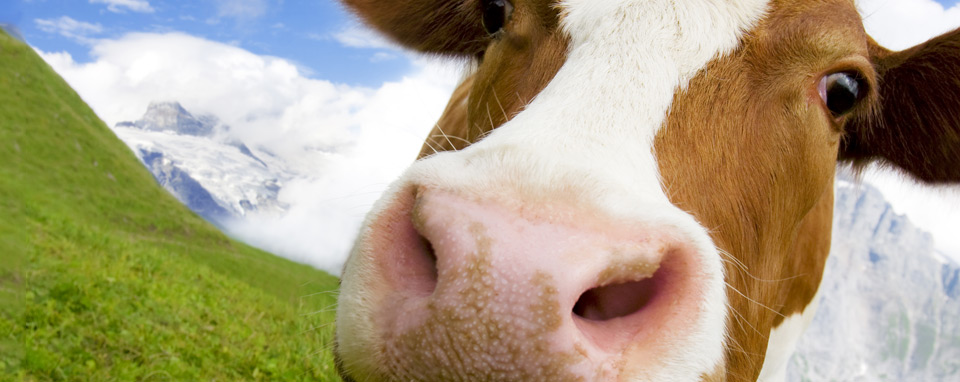 fumier vache biogaz agriculteurs cafe